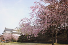 巽櫓と枝垂れ桜