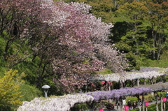 Flower street