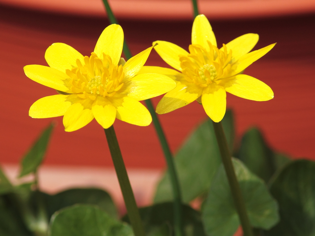 Yellow twins