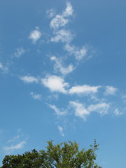 木の溜息