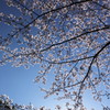 光る君