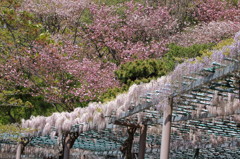 藤と八重桜1