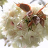 八重の桜　（鬱金桜）