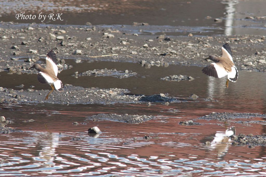 シンクロナイズドフライング