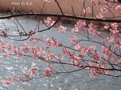 河津桜まつり（春の水面に）
