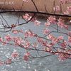 河津桜まつり（春の水面に）