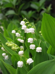 Lily bells
