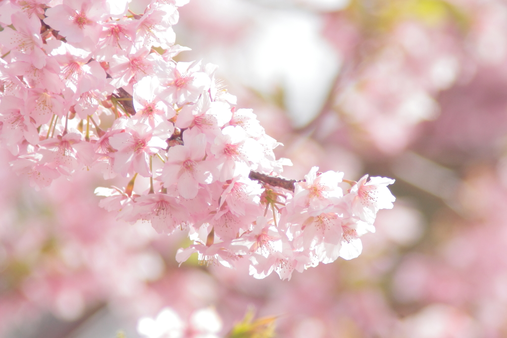 河津桜　女子カメラテイスト1