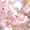 河津桜　女子カメラテイスト1