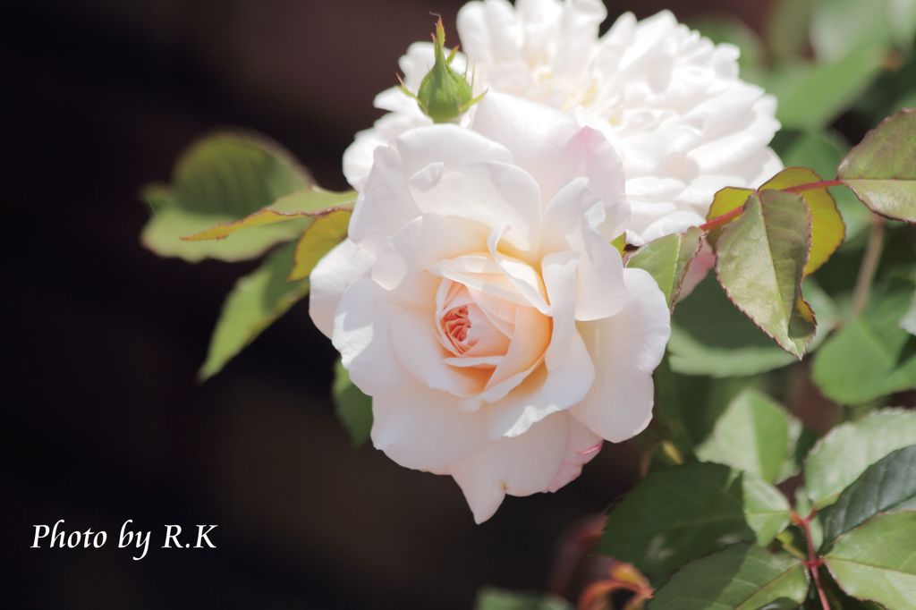 薔薇・清楚
