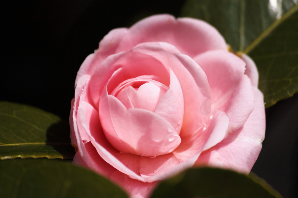 A pink cameria
