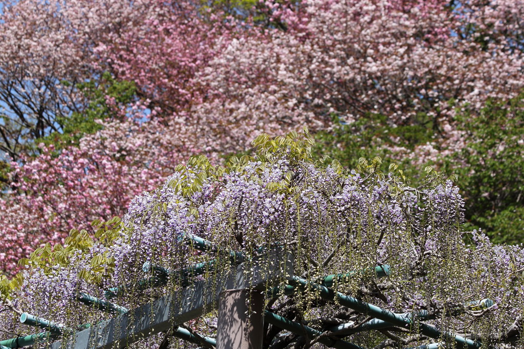 藤と八重桜2