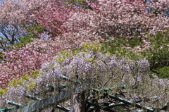藤と八重桜2