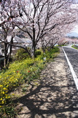 Cherry trees and shadows