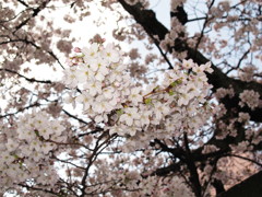 さくら　さくら