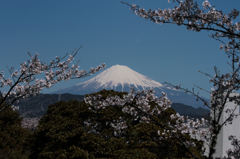 霊峰に桜東風1