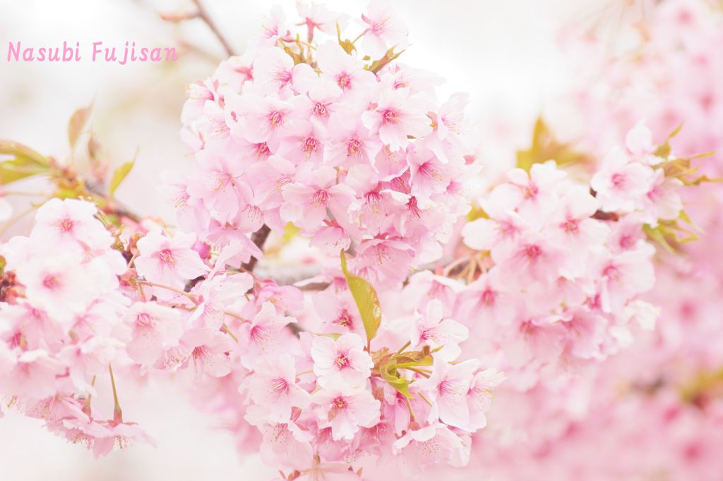 河津桜　女子カメラテイスト3