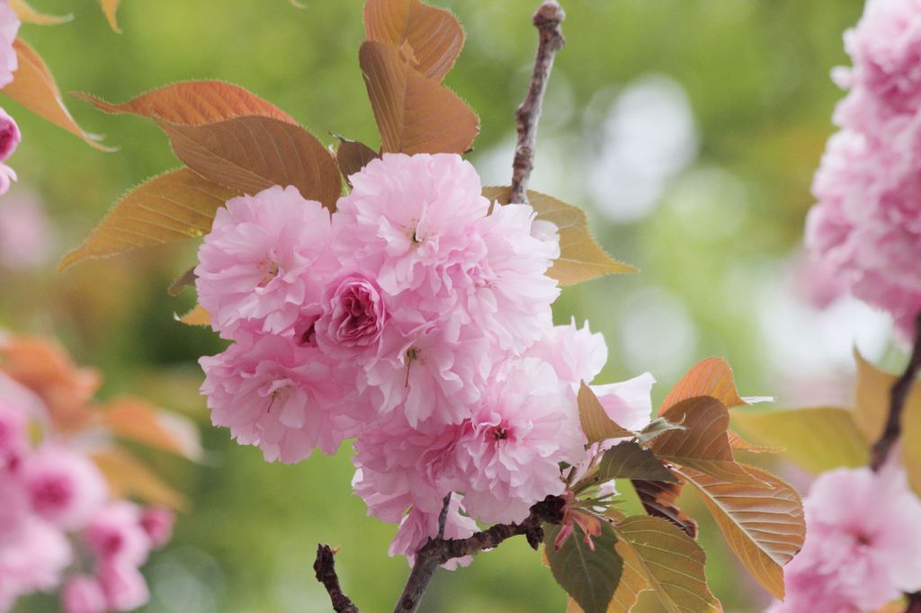 鎮守の森のサトザクラ　花曇り