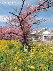 河津の河津桜と菜の花