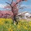 河津の河津桜と菜の花