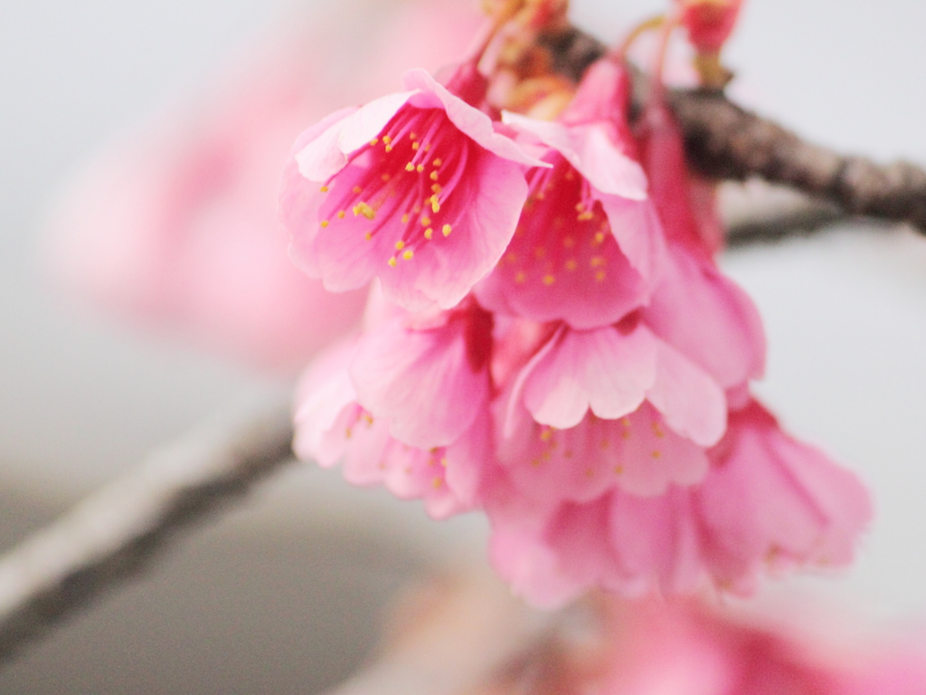 桜リレー・河津桜から寒緋桜へ