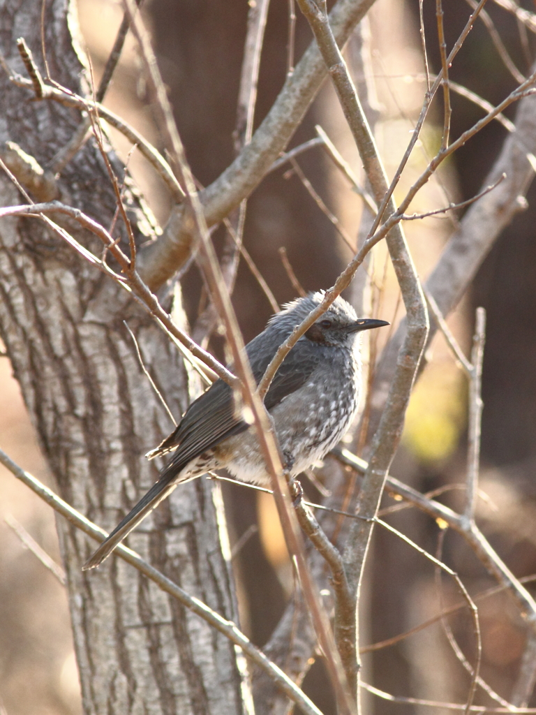 A brown-eared bulbul