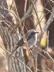 A brown-eared bulbul