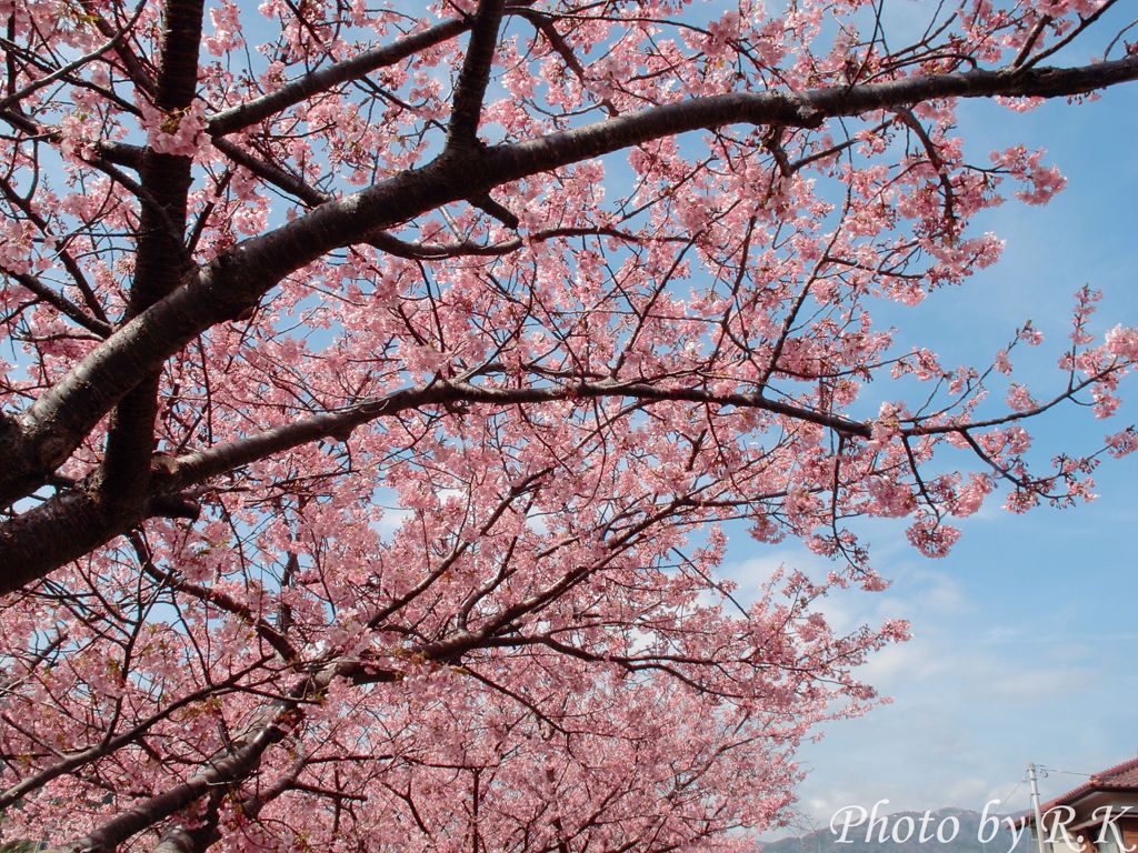 河津桜まつり（この花のアーチが何キロも！）