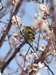 Spring has come-white plum and white-eye
