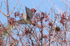 ヒレンジャク来静・飛びますよ？鳥ですからね