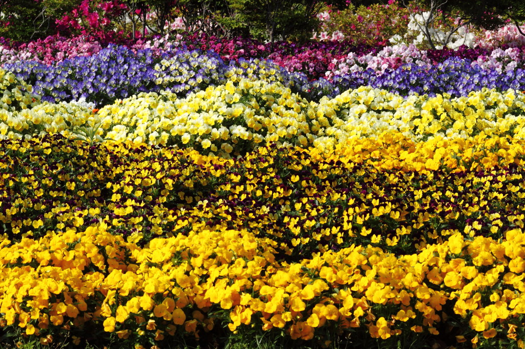 Colorful garden