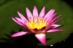 A Water Lily -light and shadow2-