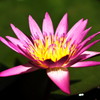 A Water Lily -light and shadow2-