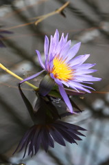 A Water Lily and a reflection No.2
