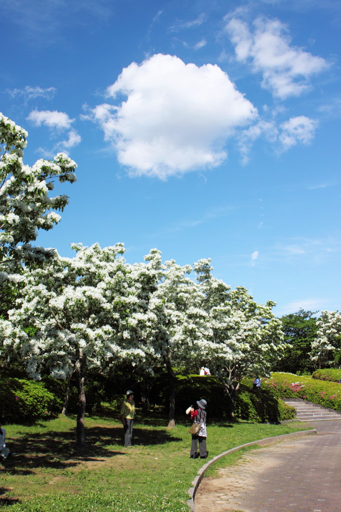 Snow in May4-Chat-