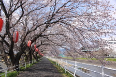 SAKURA pavement with lantern