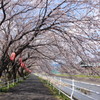SAKURA pavement with lantern