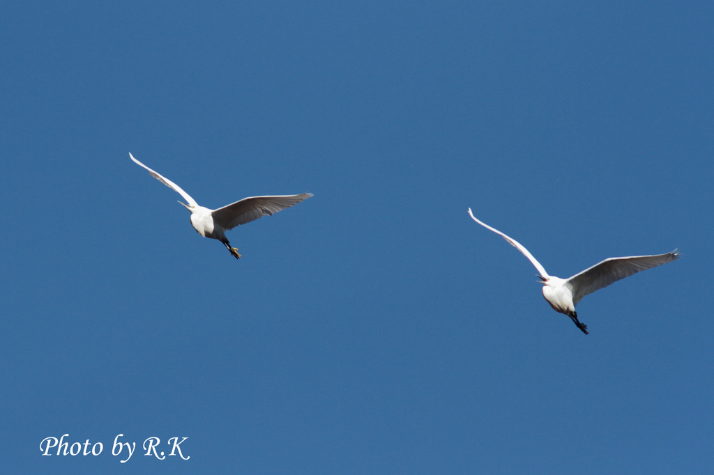 Fly high! 2014　コサギ