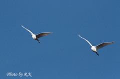 Fly high! 2014　コサギ