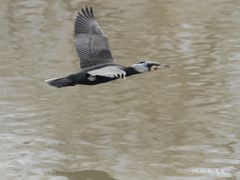 カワウさんの羽毛の色が変だ！（換毛期？）