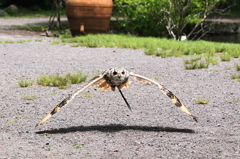 Flying owl 1