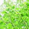 Fresh green3