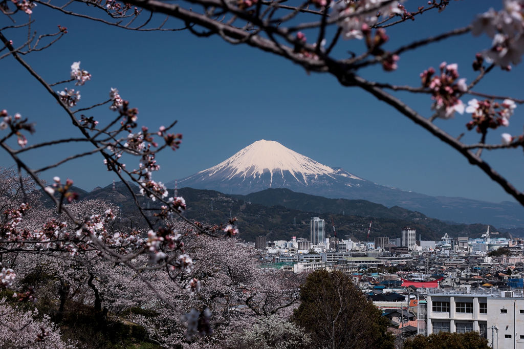 霊峰に桜東風3