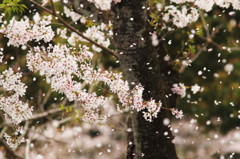 桜吹雪2