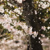 桜吹雪2