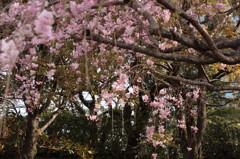 桜ジャングル