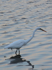 夕暮れにたたずむ