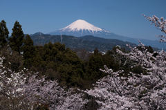 霊峰に桜東風5