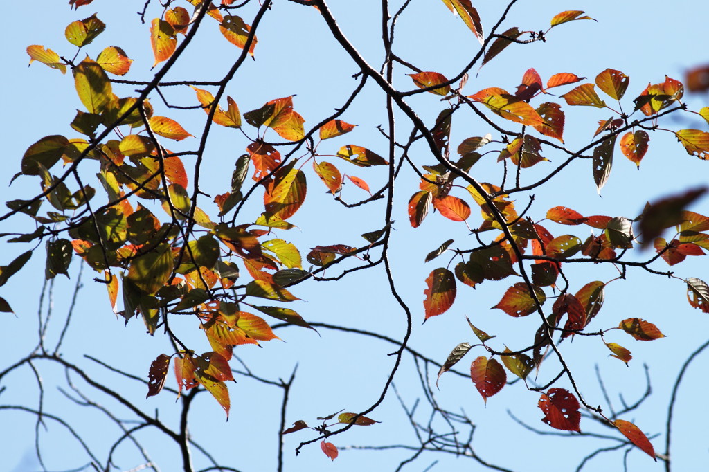 桜紅葉秋日に透けて