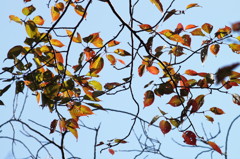 桜紅葉秋日に透けて